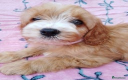 Cavapoo dogs for sale: Exceptional cavapoo puppies  - Image 4