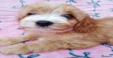 Cavapoo dogs - Advert 4