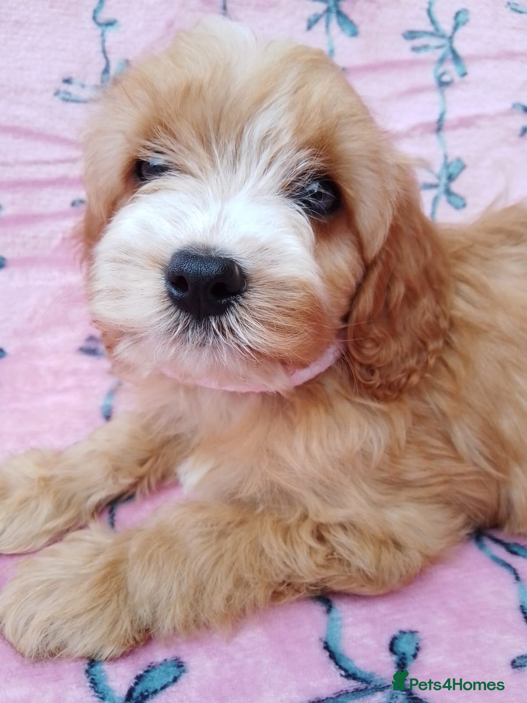 Cavapoo dogs for sale: Exceptional cavapoo puppies  - Image 4