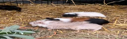 Guinea Pig rodents for sale: Guinea Pigs  - Advert 6