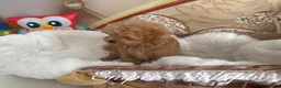 Maltipoo dogs for sale: Tiny teddy Maltipoo- from Asian teddy poodle dad - Advert 4