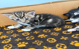 Mixed Breed cats for sale: Mixed Breed Grey and Tabby Kittens - Image 12