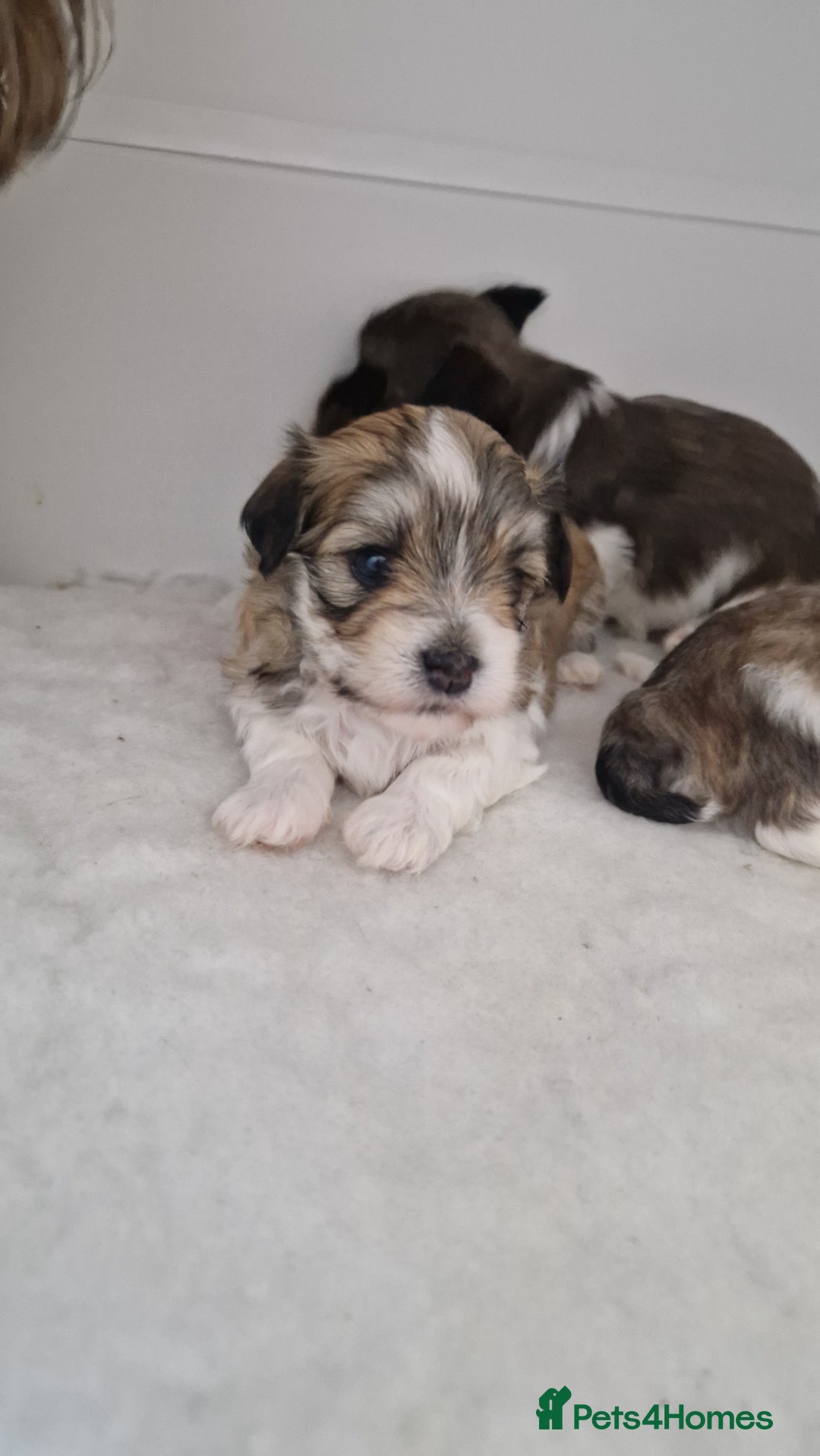 Havanese dogs for sale: Stunning KC Registered Havenese babies available.  - Image 8