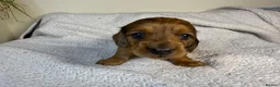 Miniature Dachshund dogs for sale: Long Haired Miniature Dachshund  - Advert 9