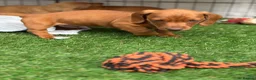 Miniature Dachshund dogs for sale: Beautiful mini dachshund pups ready for new homes  - Advert 9