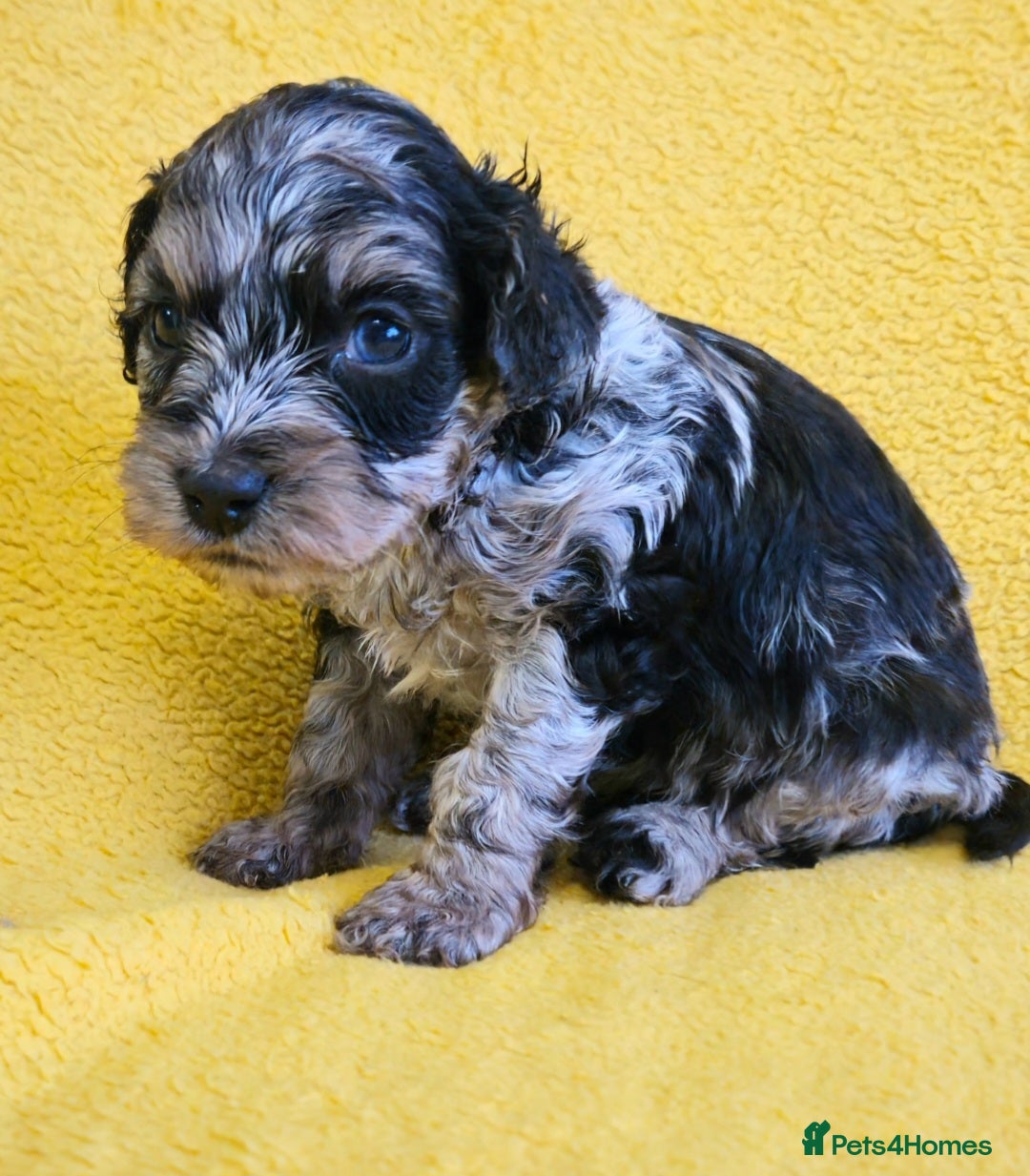 Cockapoo dogs  F1b Rare toy  cockerpoos  - Advert 13