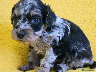 Cockapoo dogs F1b Rare toy cockerpoos - Advert 13