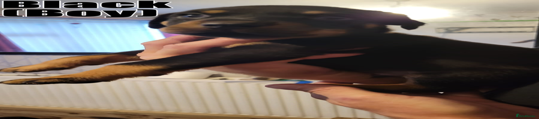 Rottweiler Puppy 5