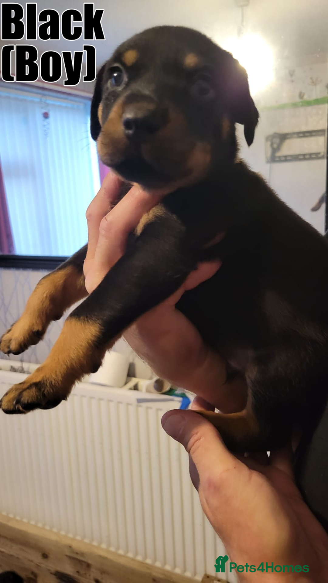 Rottweiler dogs for sale: ROTTWEILER PUPPIES - Image 10