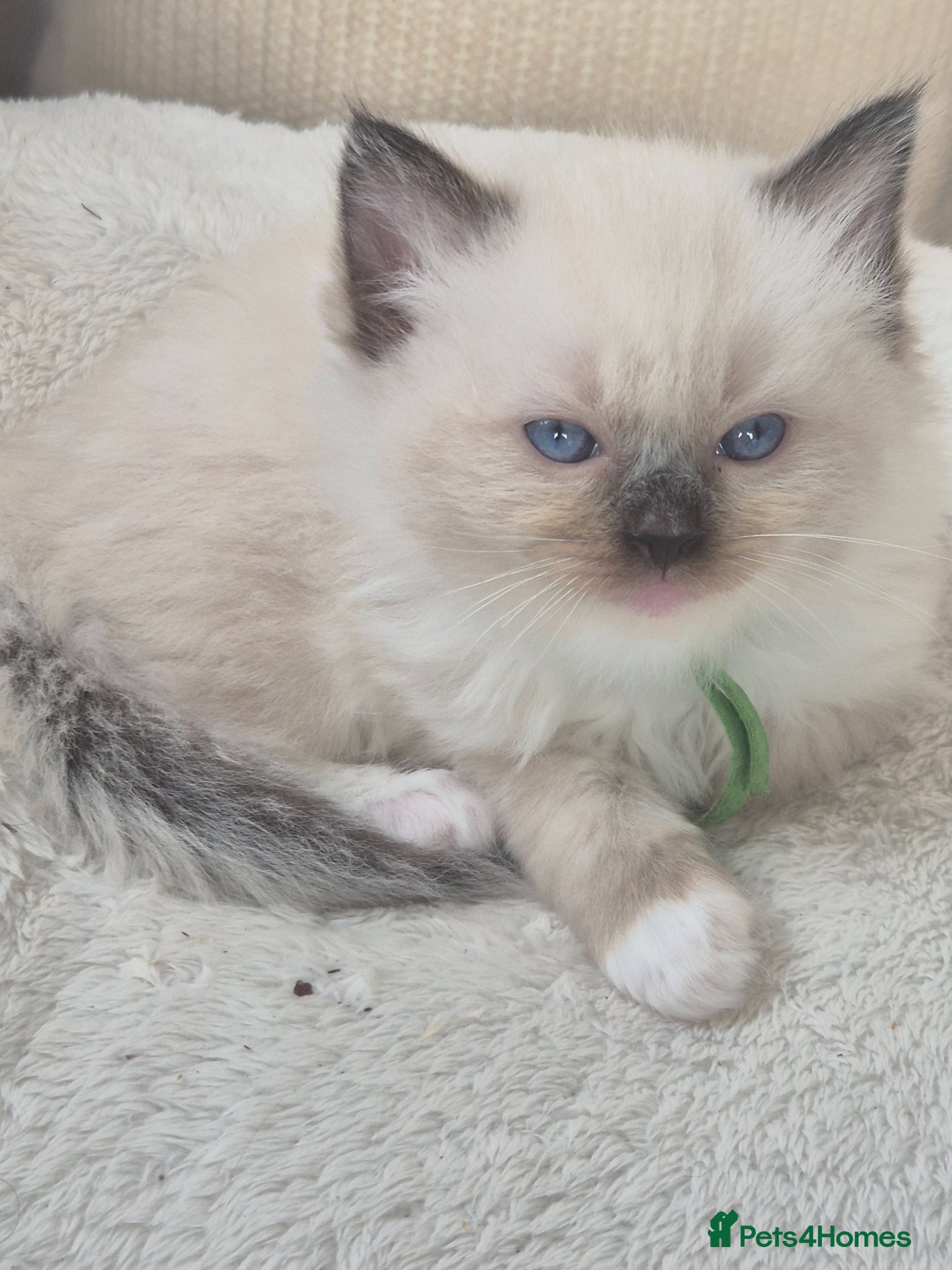 Ragdoll cats Beautiful ragdolls gccf and tica registered - Advert 2