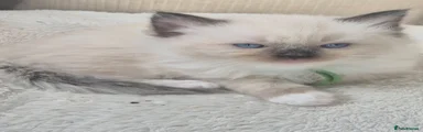 Ragdoll Kitten 4