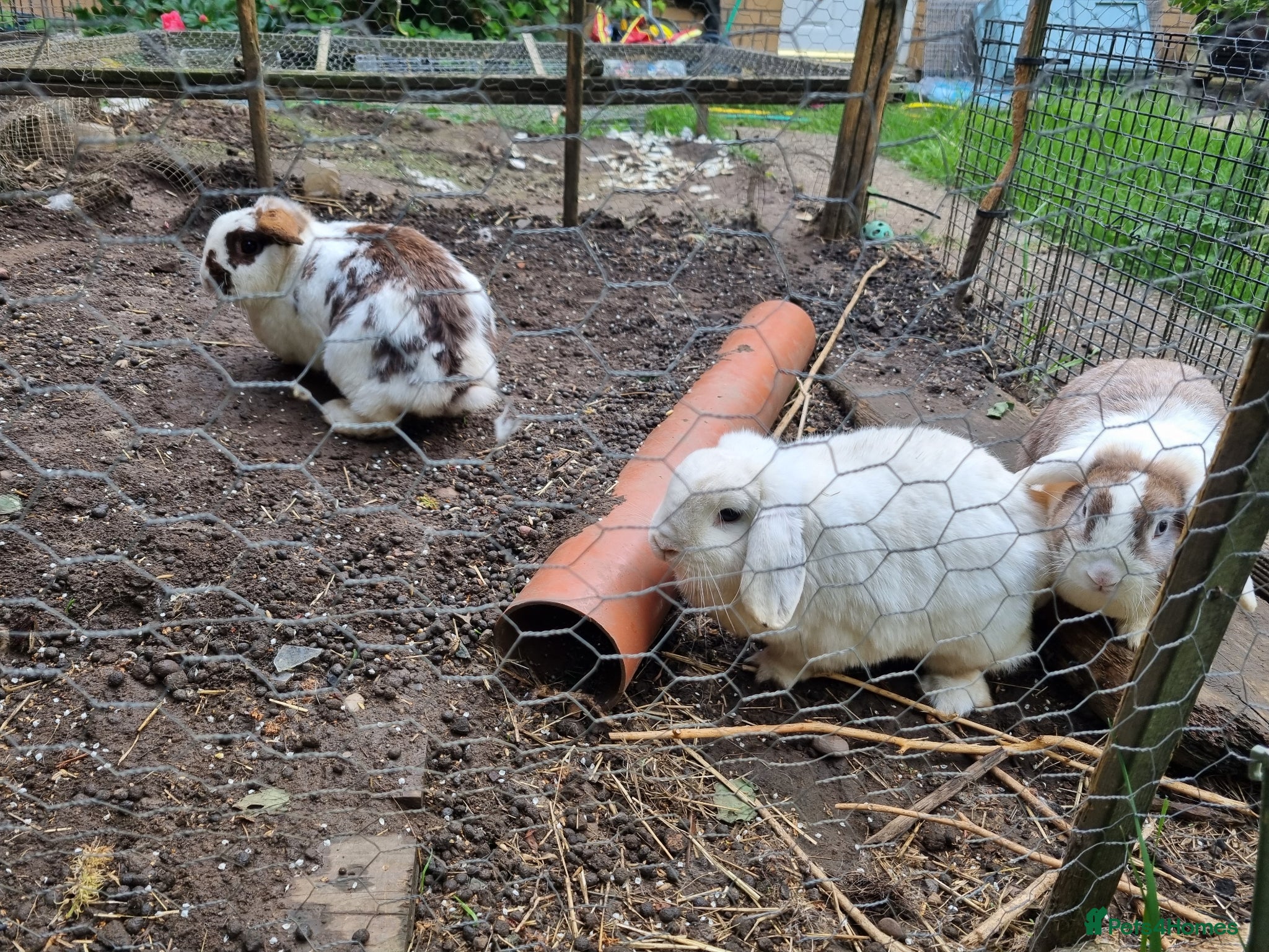 Mixed Breed rabbits Rabbits To Go To a Good Home - Advert 1