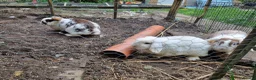 Mixed Breed rabbits for sale: Rabbits To Go To a Good Home in Doncaster - Advert 1