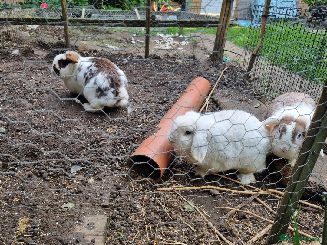 Mixed Breed rabbits for sale: Rabbits To Go To a Good Home in Doncaster - Advert 1