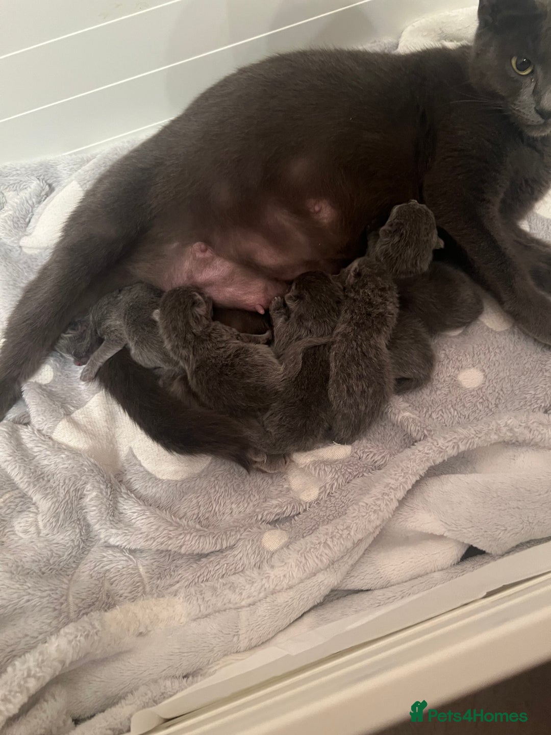 Mixed Breed cats for sale: Russian blue&British shorthair kittens  - Image 11