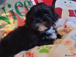 Shih Tzu dogs shih tzu puppies - Advert 17