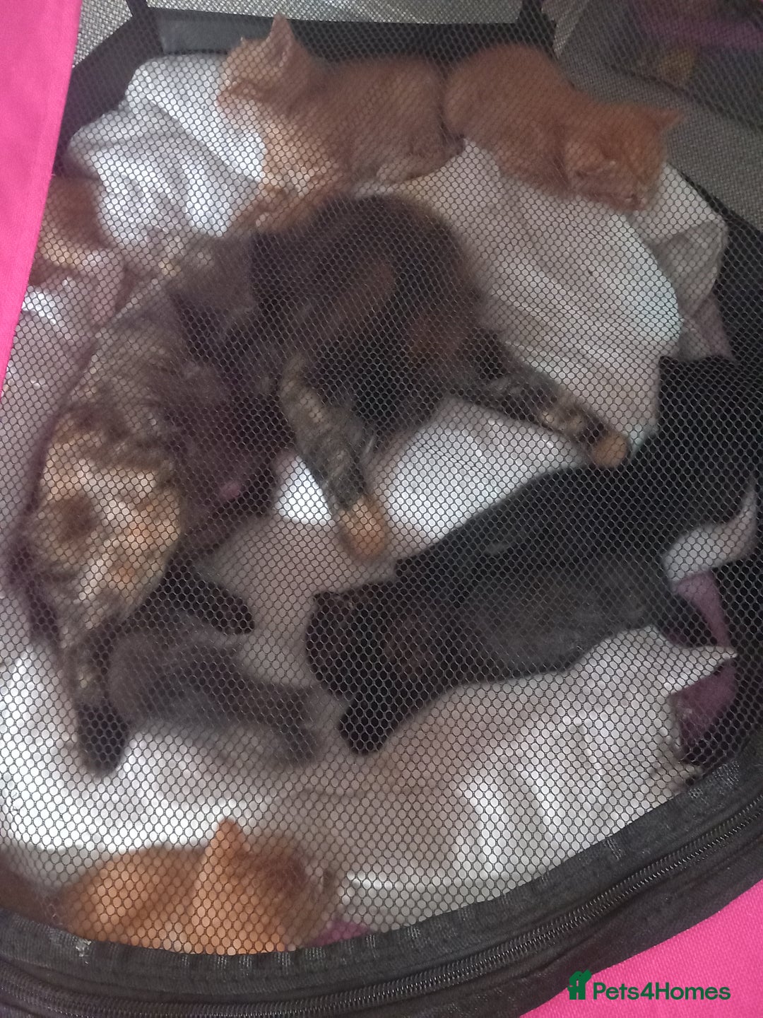Domestic Shorthair cats for sale: Kittens for rehoming  - Image 3