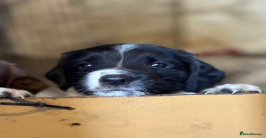 English Springer Spaniel dogs - Advert 3