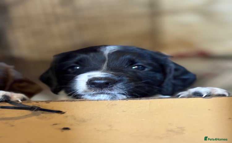 English Springer Spaniel dogs - Advert 2