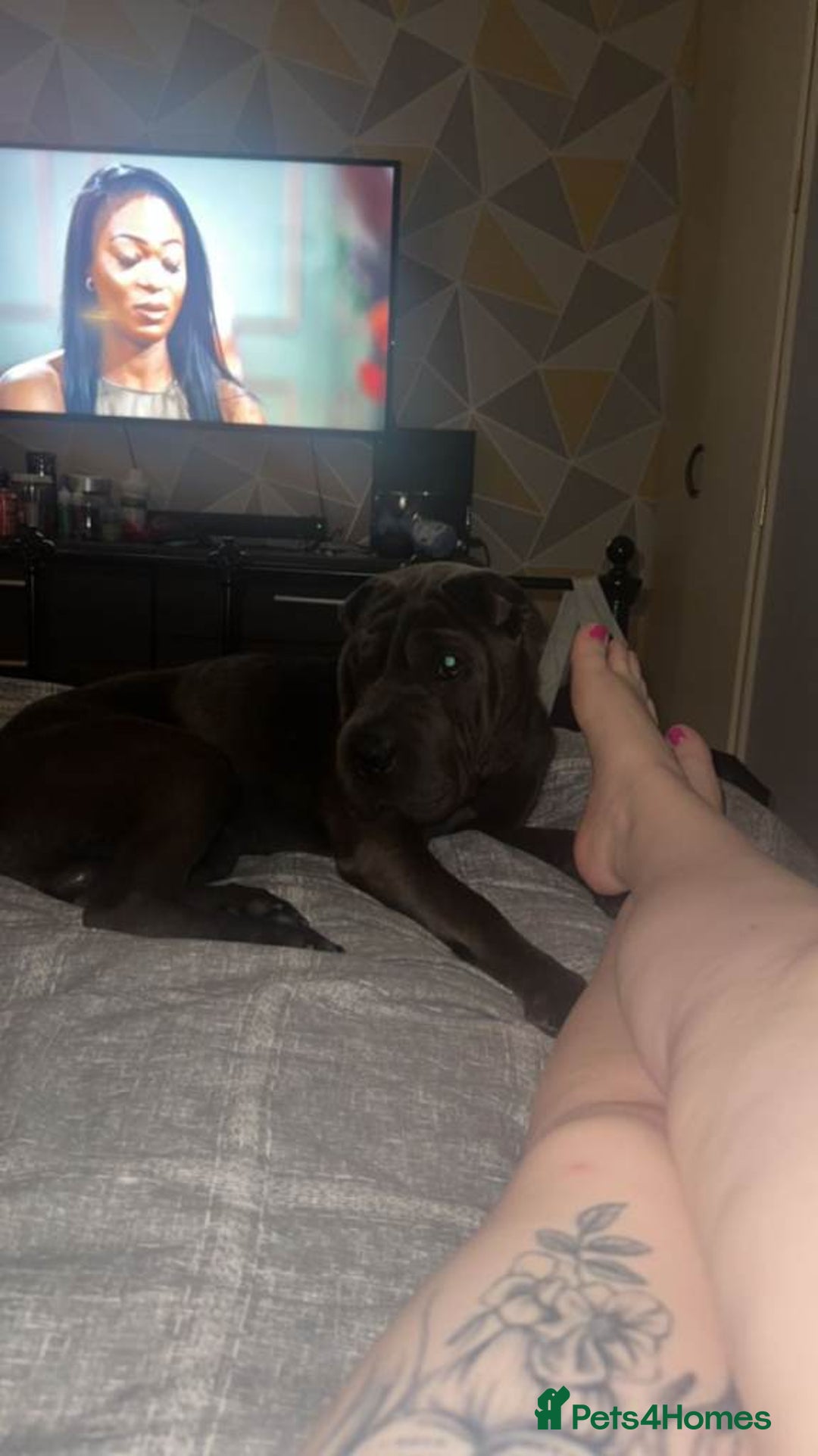 Shar Pei dogs for sale: Male Shar pei  - Advert 2