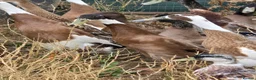 Ducks poultry for sale: DRAKES 2026 hatch - Advert 6