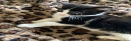 Mixed Breed cats for sale: Kitten ready now  in Evesham - Advert 5