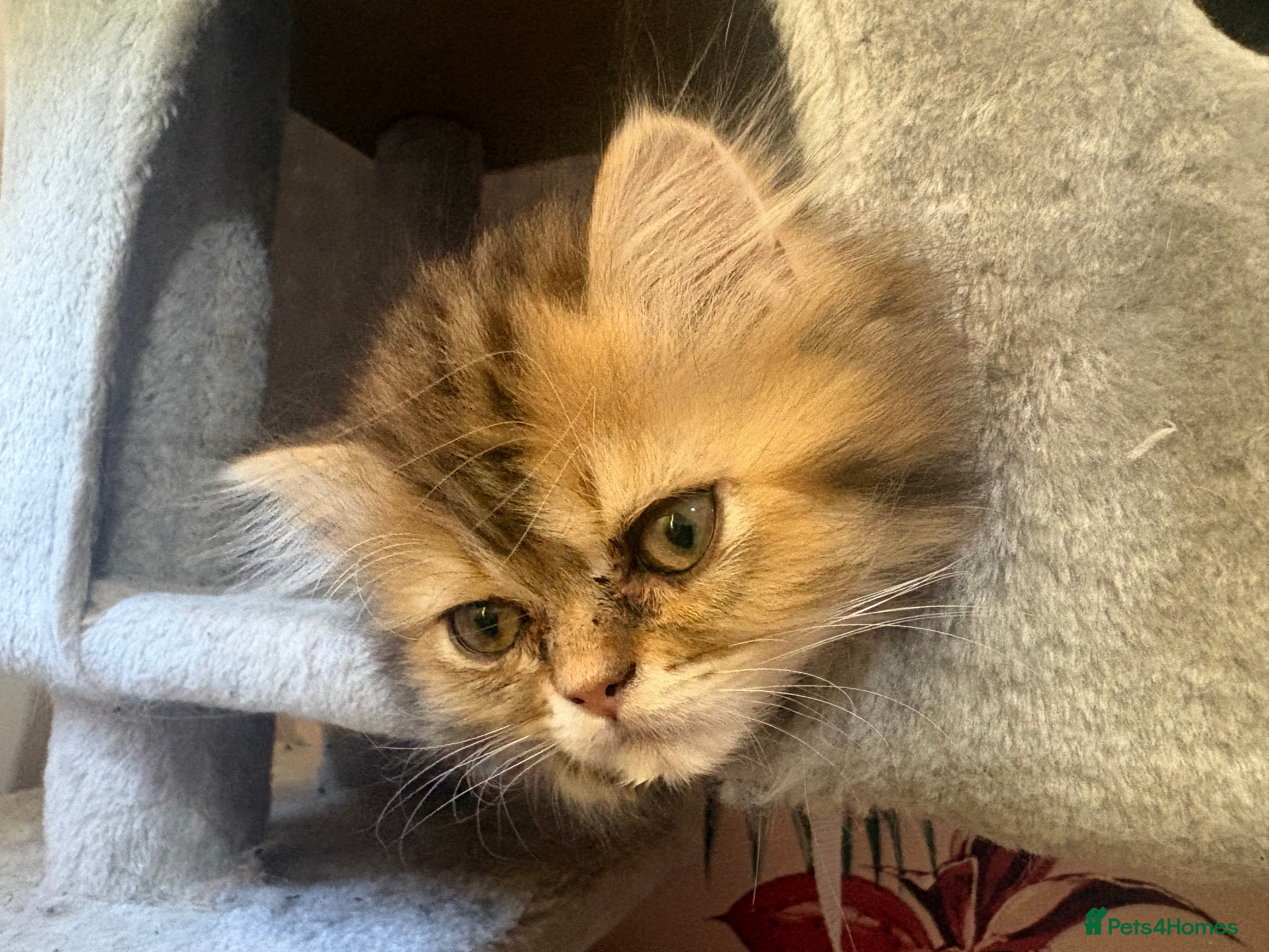 Persian cats Golden Chinchilla Female Persian kittens - Advert 2