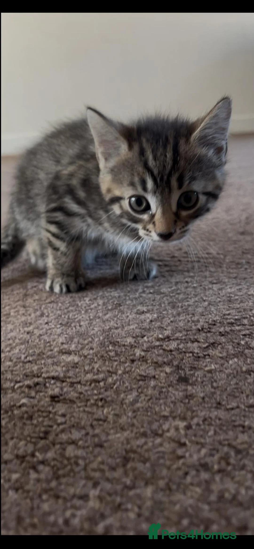 Mixed Breed cats for sale: Kitten for sale - Advert 2