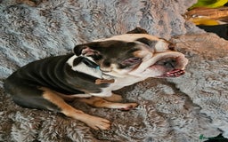 English Bulldog dogs for sale: English bulldog  - Image 2