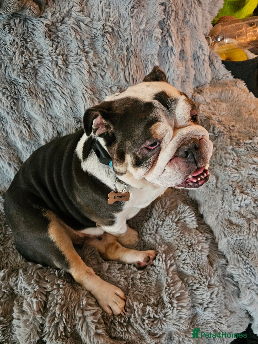English Bulldog dogs for sale: English bulldog  - Image 2