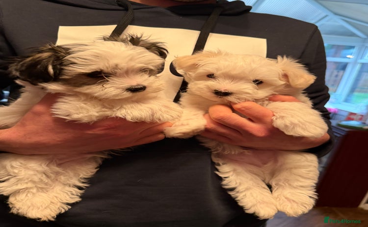 Morkie dogs  **  Mini morkie for sale  - Advert 4