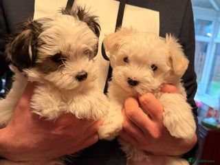 Morkie dogs ** Mini morkie for sale - Advert 2