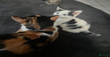 Mixed Breed cats 4 beautiful kittens  - Advert 1