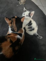 Mixed Breed cats 2 beautiful kittens left - Advert 8