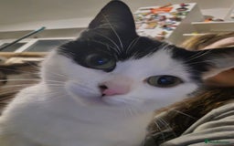 British Shorthair cats for sale: Beautiful Female Cat - Advert 2