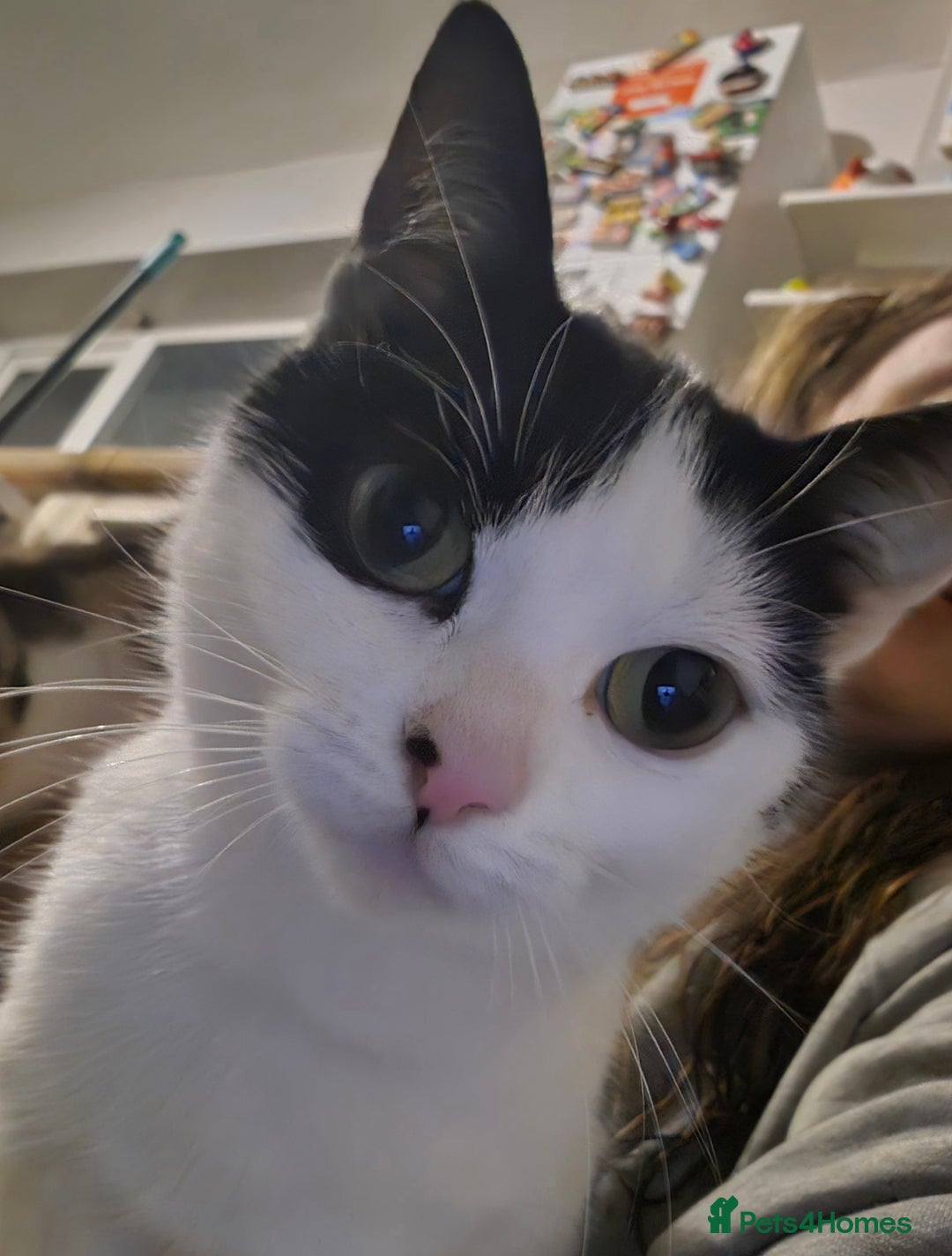 British Shorthair cats for sale: Beautiful Female Cat - Advert 2