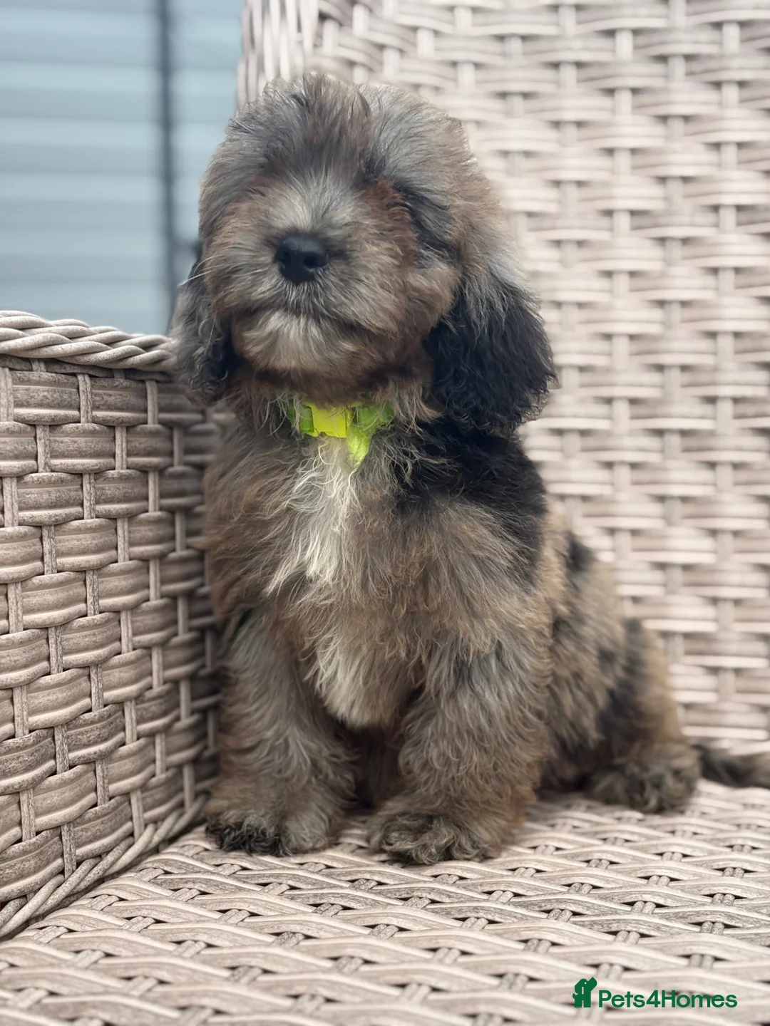 Cockapoo dogs for sale: Stunning f1 cockapoo puppies 🐶  - Advert 2
