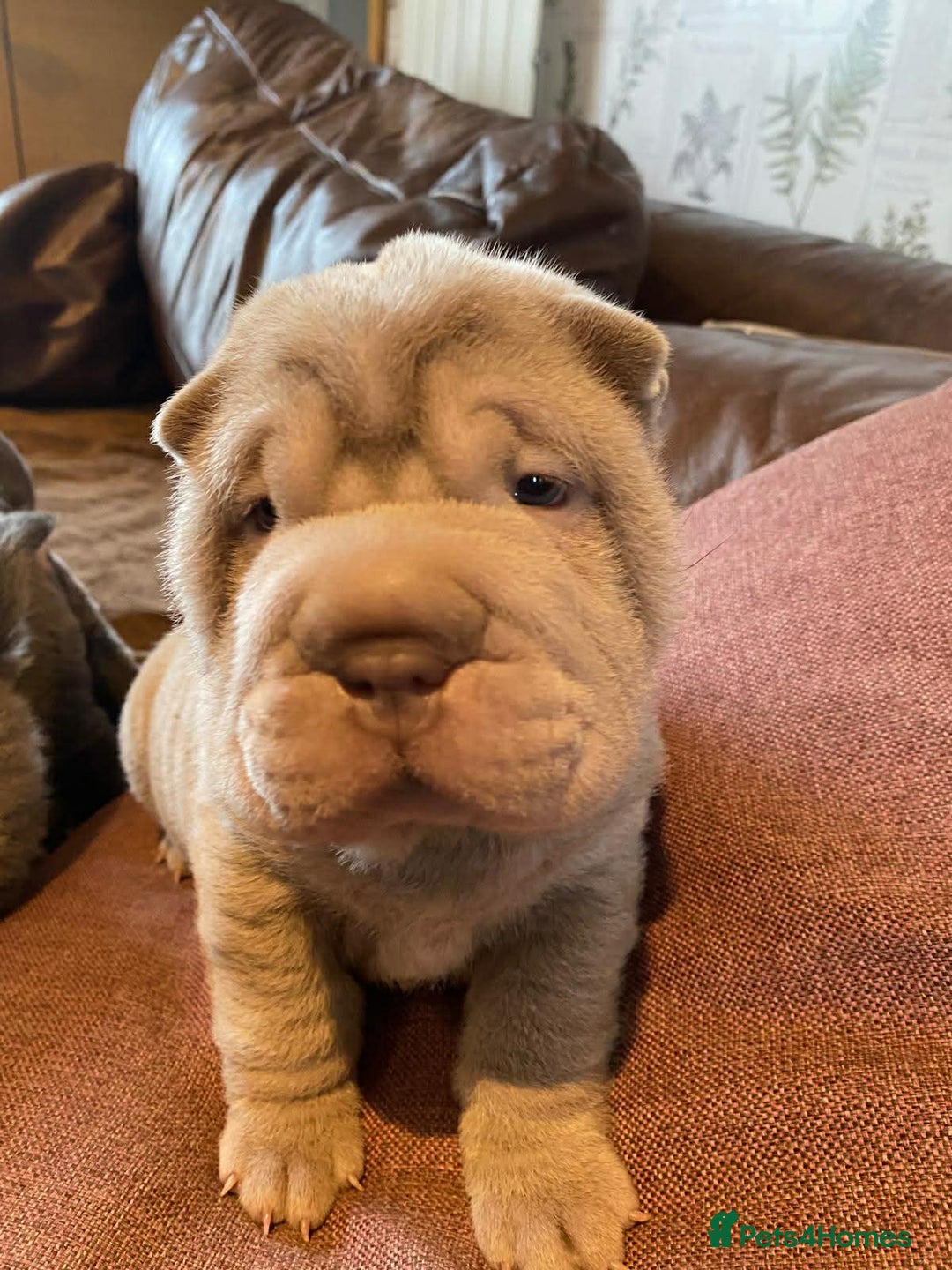 Shar Pei dogs for sale: 4 Shar pei puppies for sale - Advert 14