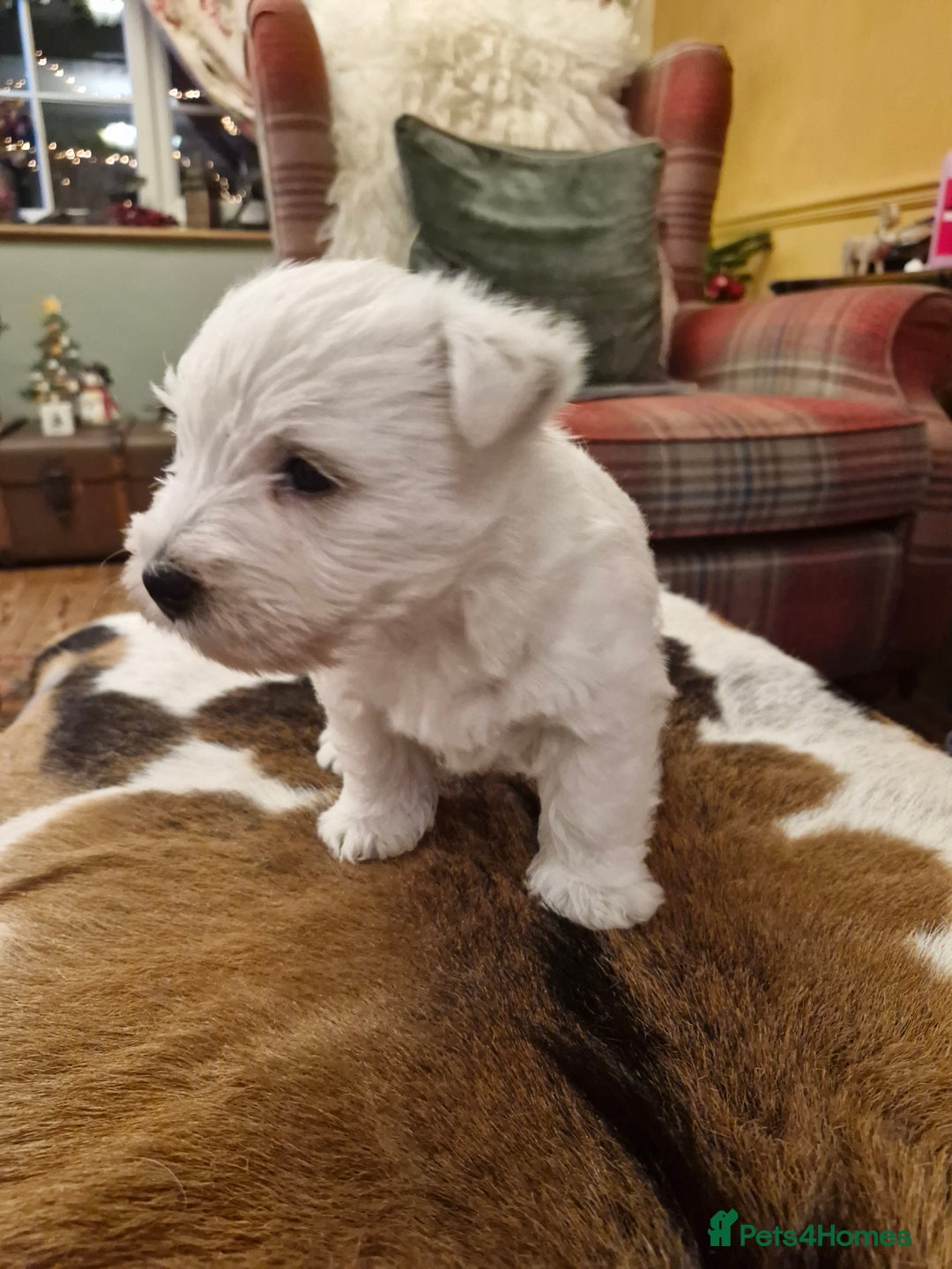 West Highland Terrier dogs for sale: WEST HIGHLAND TERRIER, BITCH PUPPIES X TWO. - Advert 3