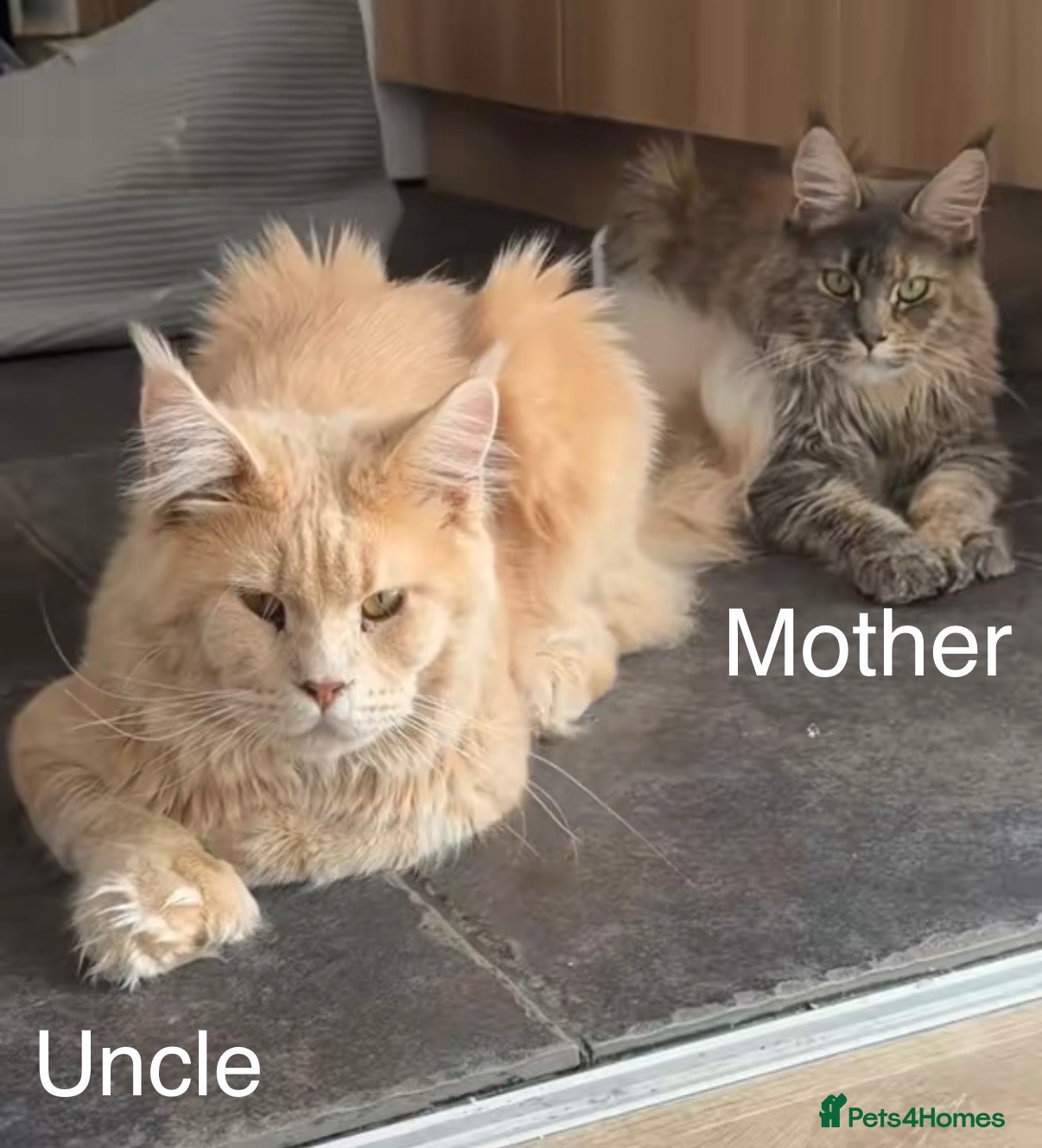 Maine Coon cats Maine Coon Import European bloodline - Advert 12