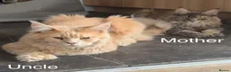 Maine Coon cats for sale: Polydactyl Maine Coon Import European bloodline - Advert 5