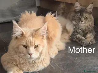 Maine Coon cats Maine Coon Import European bloodline - Advert 12
