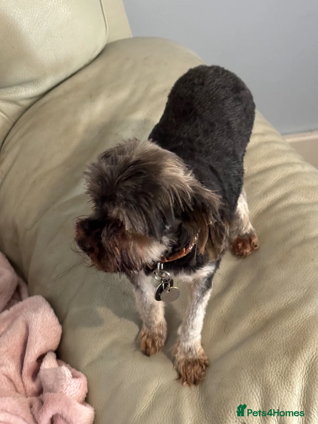 Yorkshire Terrier dogs for sale: 3 year old Yorkshire terrier in Kilmarnock - Advert 2