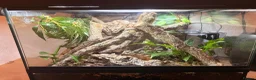 Gecko reptiles for sale: Spotted gargoyle gecko  - Advert 3