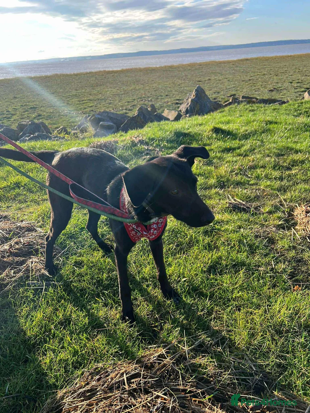 Mixed Breed dogs for adoption: ASH - 15 months,Med. playful/friendly/loves people - Advert 11