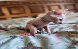 Sphynx cats for sale: Sphynx male - Image 3