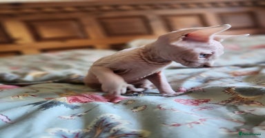 Sphynx cats - Advert 1