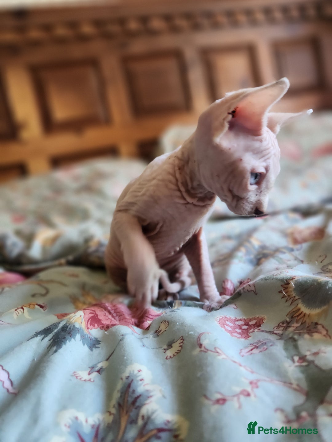 Sphynx cats for sale: Sphynx male - Image 3