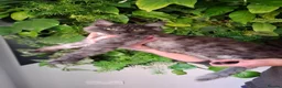 Maine Coon cats for sale: Tica register Maine Coon kittens  - Advert 17
