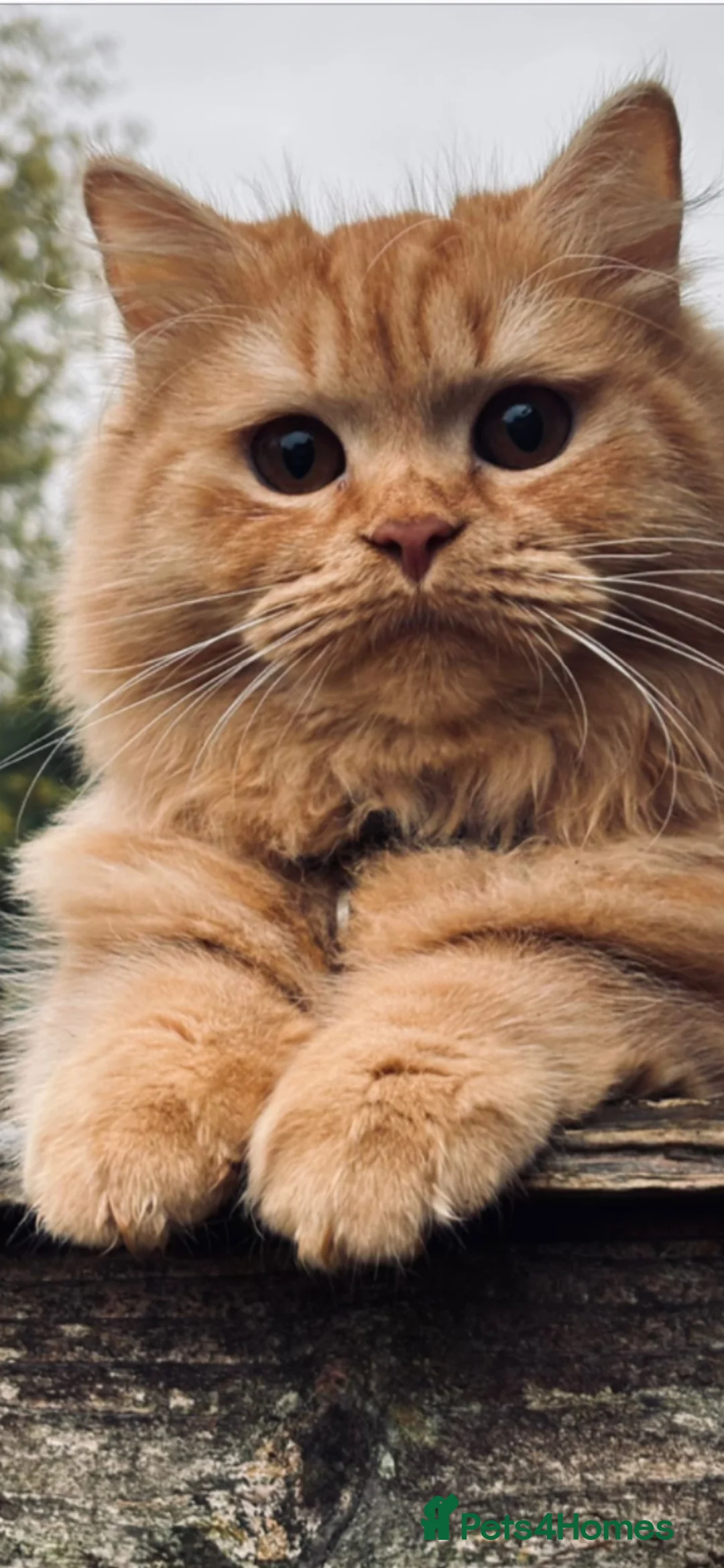 British Longhair cats for sale: British Lonhair Cross Kittens in Amersham - Advert 1